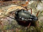 Puceron du sapin (Cinara curvipes)_1