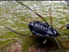 Puceron du sapin (Cinara curvipes)_2