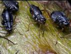 Puceron du sapin (Cinara curvipes)_3