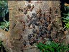 Puceron du sapin (Cinara curvipes)_5