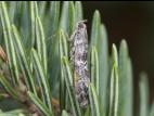Pyrale des cônes du sapin (Dioryctria abietivorella)_3