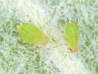 Puceron vert du pommier (Aphis pomi)_5