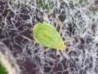 Puceron vert du pommier (Aphis pomi)_6