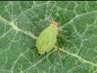 Puceron vert du pommier (Aphis pomi)_8