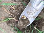 Hanneton commun (Phyllophaga anxia)_7
