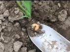 Hanneton commun (Phyllophaga anxia)_8