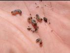 Hanneton commun (Phyllophaga anxia)_9