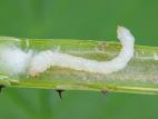 Hartigia trimaculata_3