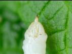 Hartigia trimaculata_6