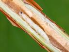 Hartigia trimaculata_7