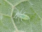 Puceron farineux du prunier (Hyalopterus pruni)_3