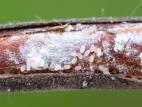 Lécanie de la vigne (Parthenolecanium corni)_8