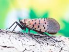 Fulgore tacheté (Lycorma delicatula)_1