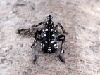 Fulgore tacheté (Lycorma delicatula)_3