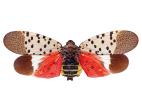 Fulgore tacheté (Lycorma delicatula)_4
