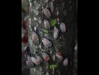 Fulgore tacheté (Lycorma delicatula)_5
