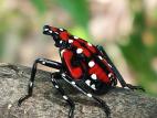 Fulgore tacheté (Lycorma delicatula)_6
