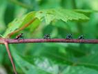 Fulgore tacheté (Lycorma delicatula)_7