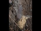 Fulgore tacheté (Lycorma delicatula)_8