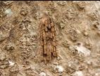 Fulgore tacheté (Lycorma delicatula)_9