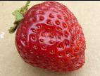 Fraise - Drosophile à ailes tachetées (Drosophila suzukii)_1