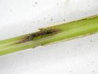 Blé - Mouche de Hesse (Mayetiola destructor)_1
