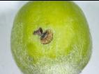 Pomme - Charançon de la prune (Conotrachelus nenuphar)_1