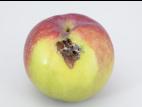 Pomme - Tordeuse à bandes rouges (Argyrotaenia velutinana)_1