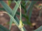 Ail - Teigne du poireau (Acrolepiopsis assectella)_2