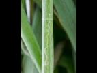 Oignon sec - Mouche mineuse américaine (Liriomyza trifolii)_2