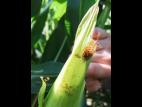 Maïs sucré - Chrysomèle des racines du maïs de l'ouest (Diabrotica virgifera virgifera)_1