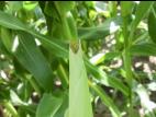 Maïs sucré - Chrysomèle des racines du maïs de l'ouest (Diabrotica virgifera virgifera)_2