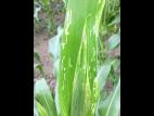 Maïs sucré - Chrysomèle des racines du maïs de l'ouest (Diabrotica virgifera virgifera)_3