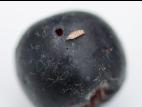 Aronie à fruits noirs - Drosophile à ailes tachetées (Drosophila suzukii)_1