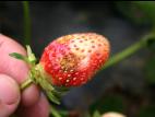 Fraise - Grêle