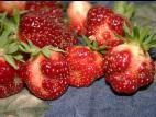 Fraise - Gel printanier