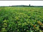 Soya - Carence en potassium