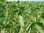 Soya - Manque d'eau et sécheresse