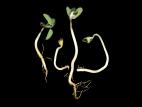 Soya - Blessure de contact par les engrais