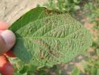 Soya - Polluant gazeux