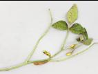 Soya - Syndrome de la tige verte