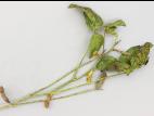 Soya - Syndrome de la tige verte