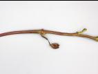 Vigne (raisin) - Carence en bore (B)_1