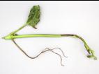 Vigne (raisin) - Carence en bore (B)_2