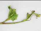 Vigne (raisin) - Carence en bore (B)_3