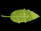 Brugmansias - Potyvirus (groupe)