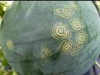 Melons - Target cluster_1