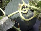 Melons - Target cluster_2