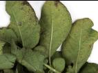 Pomme de terre - Polluant gazeux