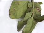 Pomme de terre - Polluant gazeux